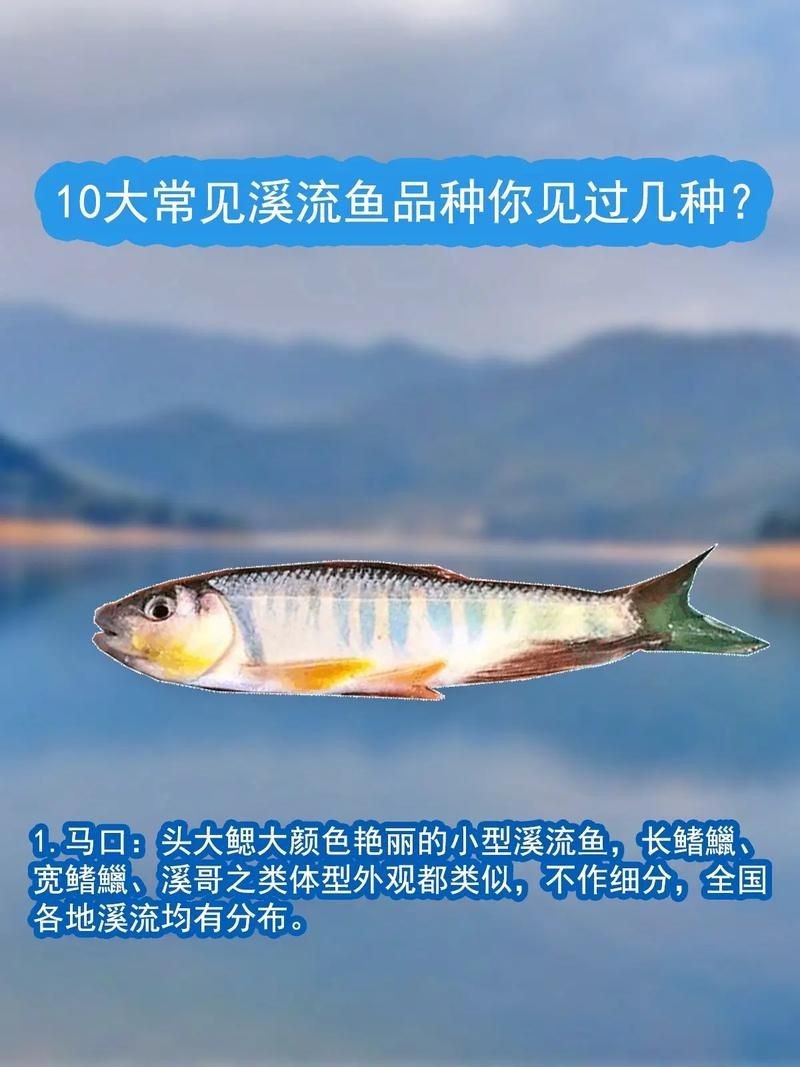 各種小魚圖片大全【小型魚類的獨特魅力】