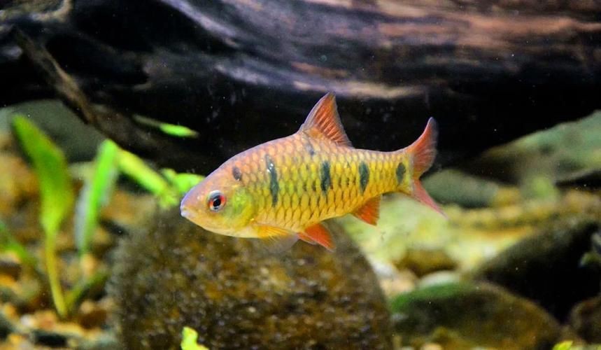各種小魚圖片大全【小型魚類的獨特魅力】