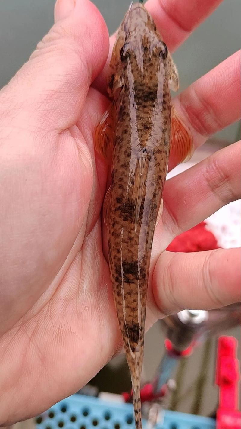 各種小魚圖片大全【小型魚類的獨特魅力】