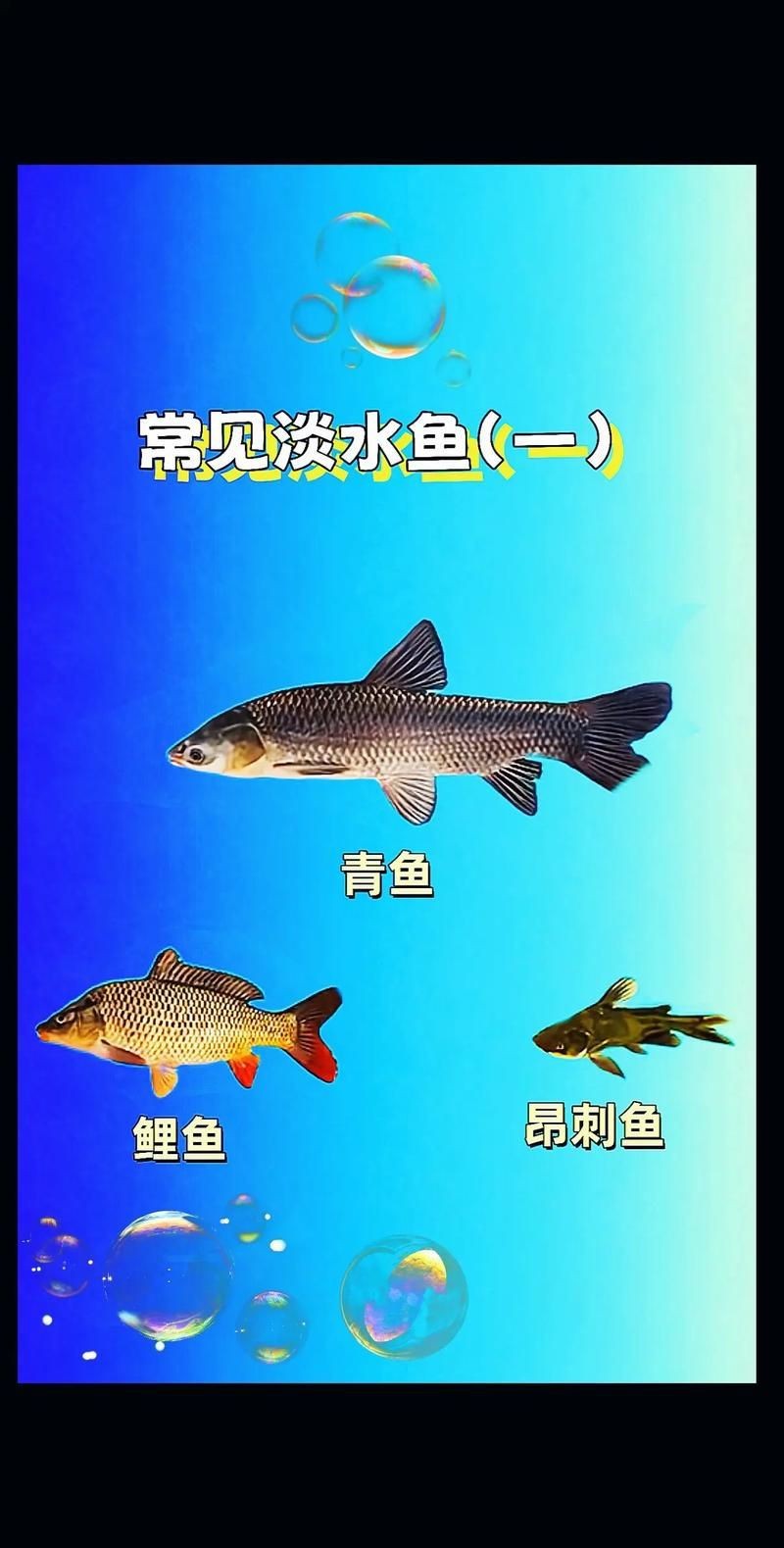 各種小魚圖片大全【小型魚類的獨特魅力】