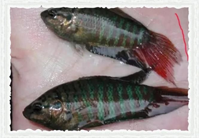 各種小魚圖片大全【小型魚類的獨特魅力】