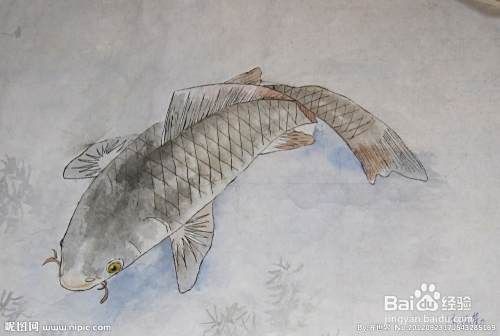 鯽魚與鯉魚的對照圖【鯽魚與鯉魚對照圖鑒對比,鯽魚和鯉魚的區別在哪里】 龍魚論壇 第5張 鯽魚與鯉魚的對照圖【鯽魚與鯉魚對照圖鑒對比,鯽魚和鯉魚的區別在哪里】 鯽魚與鯉魚的對照圖【鯽魚與鯉魚對照圖鑒對比,鯽魚和鯉魚的區別在哪里】 龍魚論壇 第5張