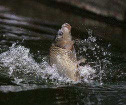 鯽魚與鯉魚的對照圖【鯽魚與鯉魚對照圖鑒對比,鯽魚和鯉魚的區別在哪里】 龍魚論壇 第13張 鯽魚與鯉魚的對照圖【鯽魚與鯉魚對照圖鑒對比,鯽魚和鯉魚的區別在哪里】 鯽魚與鯉魚的對照圖【鯽魚與鯉魚對照圖鑒對比,鯽魚和鯉魚的區別在哪里】 龍魚論壇 第13張