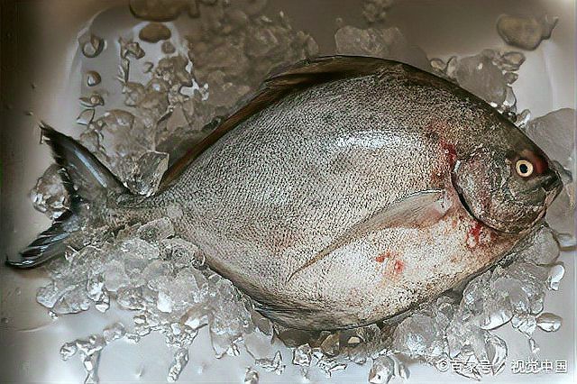平魚圖片及價格【吃平魚的好處有哪些？】