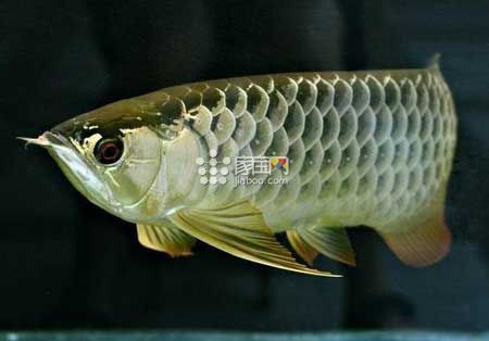 最旺龍魚的6種顏色【養(yǎng)殖龍魚的注意事項】