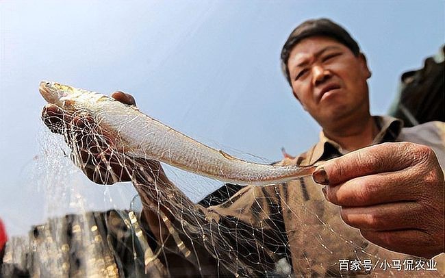 刀魚有沒有人工養殖的【刀魚人工養殖刀魚人工養殖技術取得顯著成品率和成品率突破3】