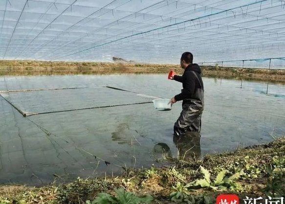 刀魚有沒有人工養殖的【刀魚人工養殖刀魚人工養殖技術取得顯著成品率和成品率突破3】