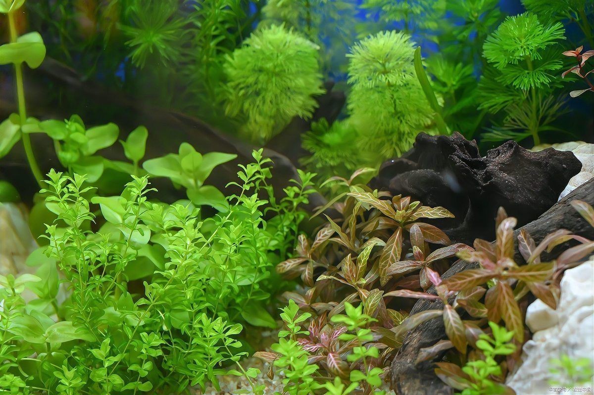 適合過背金龍魚的水草【《適合過背金龍魚的水草》】