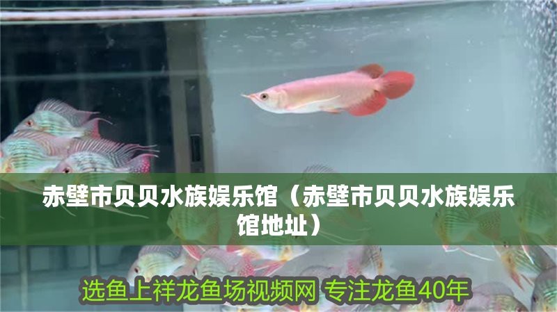 赤壁水族店【赤壁水族店——水中奇妙世界的小小天地】