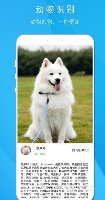 識別狗狗品種軟件【ai識寵拍照識別犬軟件有哪些】