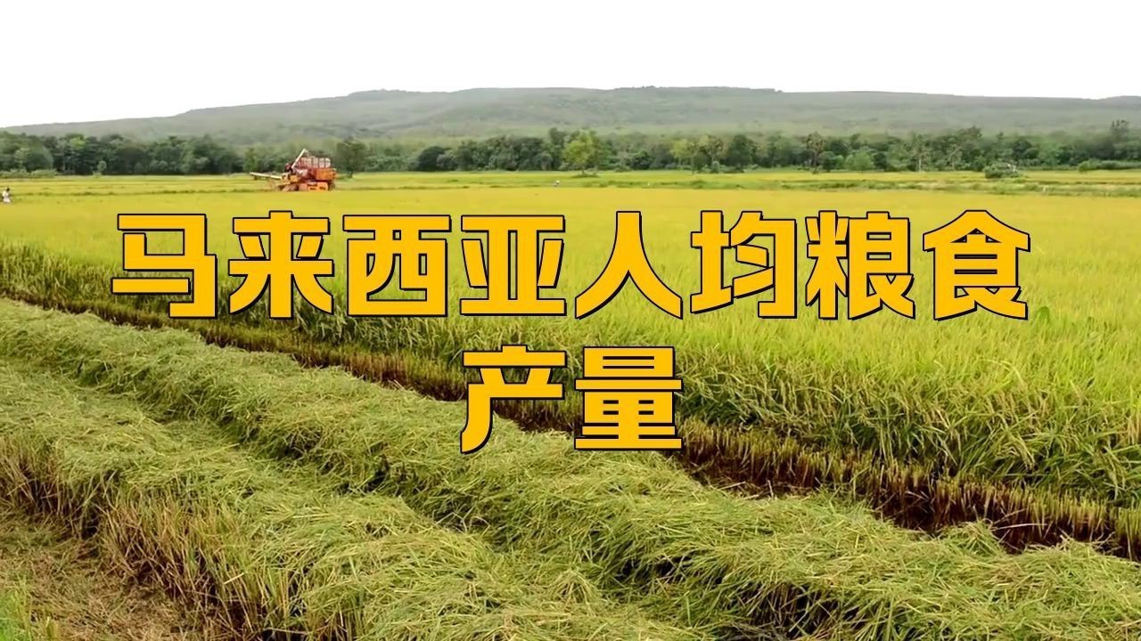 馬來西亞農業發展現狀【馬來西亞種植什么作物小物桃桃馬來西亞經濟大揭秘】
