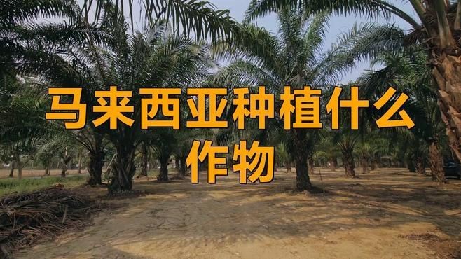 馬來西亞農業發展現狀【馬來西亞種植什么作物小物桃桃馬來西亞經濟大揭秘】