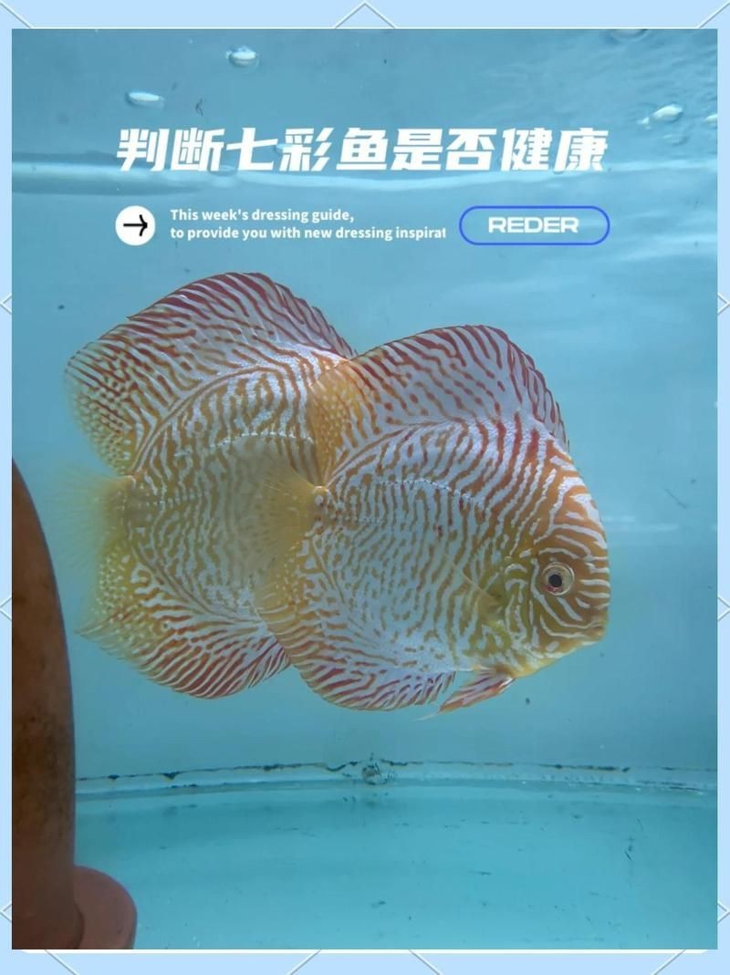 如何判斷七彩雷龍魚(yú)是否健康【七彩雷龍魚(yú)怎么養(yǎng)揭秘寵物魚(yú)界的隱藏大佬養(yǎng)殖秘籍】