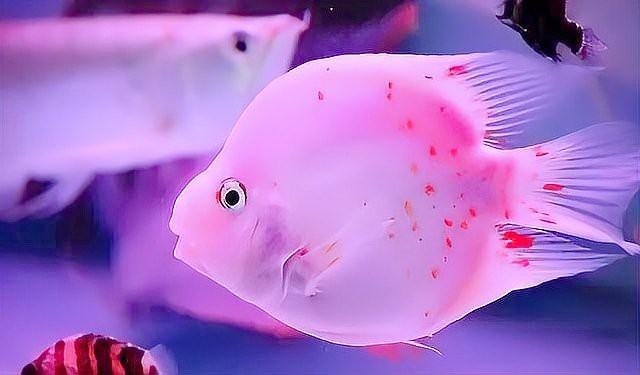 紅龍魚死亡有哪些征兆？【帶你認識龍魚的5大死亡原因,新魚友要注意了!】