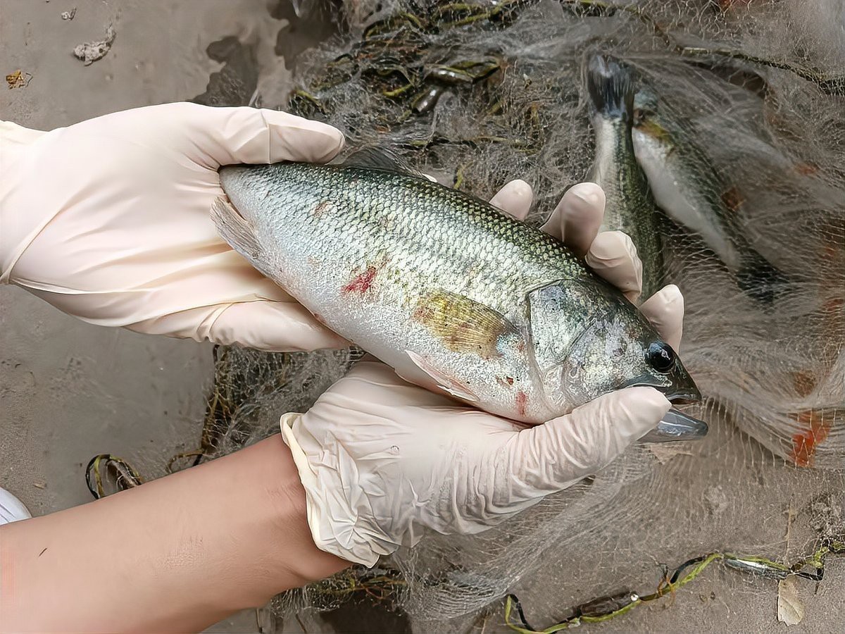 紅龍魚死亡有哪些征兆？【帶你認識龍魚的5大死亡原因,新魚友要注意了!】