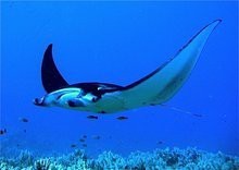 蝠鲼的拼音【海洋生物的神秘與魅力】