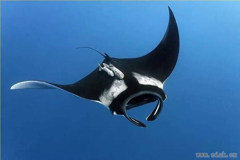 蝠鲼的拼音【海洋生物的神秘與魅力】