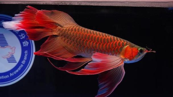 給我一些龍魚照片欣賞【《龍魚照片欣賞：領略水中貴族的非凡魅力》】 給我一些龍魚照片欣賞【《龍魚照片欣賞：領略水中貴族的非凡魅力》】 龍魚百科 第12張