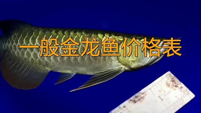 金龍魚20cm價格【觀賞魚金龍魚多少錢一條信潮π玩家大金龍魚價格一覽】