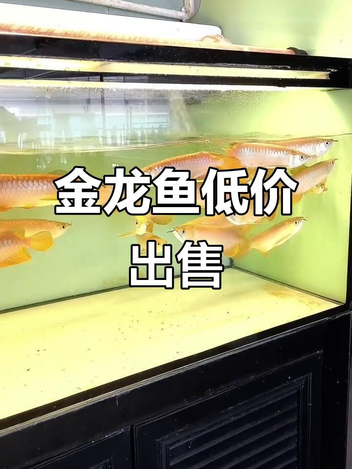 金龍魚20cm價格【觀賞魚金龍魚多少錢一條信潮π玩家大金龍魚價格一覽】