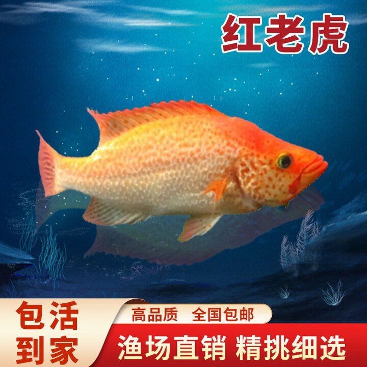 金老虎魚吃什么【巴西亞帝王三間魚、皇冠三間魚、皇冠三間魚、皇冠三間魚】