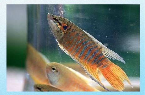 金老虎魚吃什么【巴西亞帝王三間魚、皇冠三間魚、皇冠三間魚、皇冠三間魚】