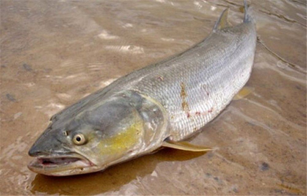 金老虎魚吃什么【巴西亞帝王三間魚、皇冠三間魚、皇冠三間魚、皇冠三間魚】