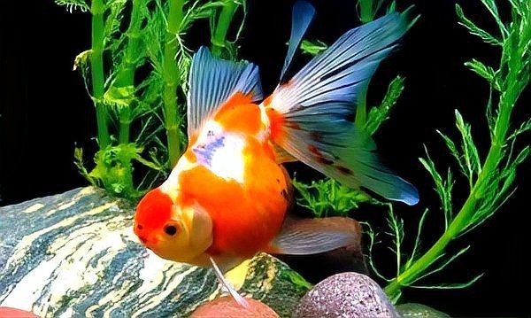 金老虎魚吃什么【巴西亞帝王三間魚、皇冠三間魚、皇冠三間魚、皇冠三間魚】
