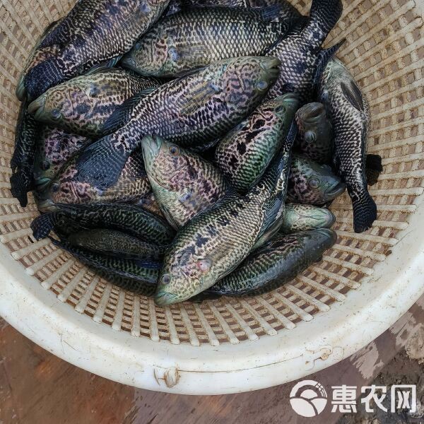 花斑魚多少錢一斤【花斑魚價格一般多少錢】