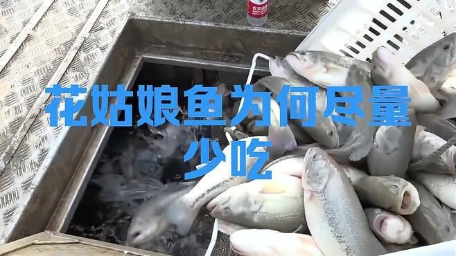 紅娘魚干盡量少吃的原因【紅娘魚干為何盡量少吃】