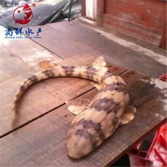 貓鯊圖片【《貓鯊：獨特海洋生物的奇妙呈現(xiàn)》】