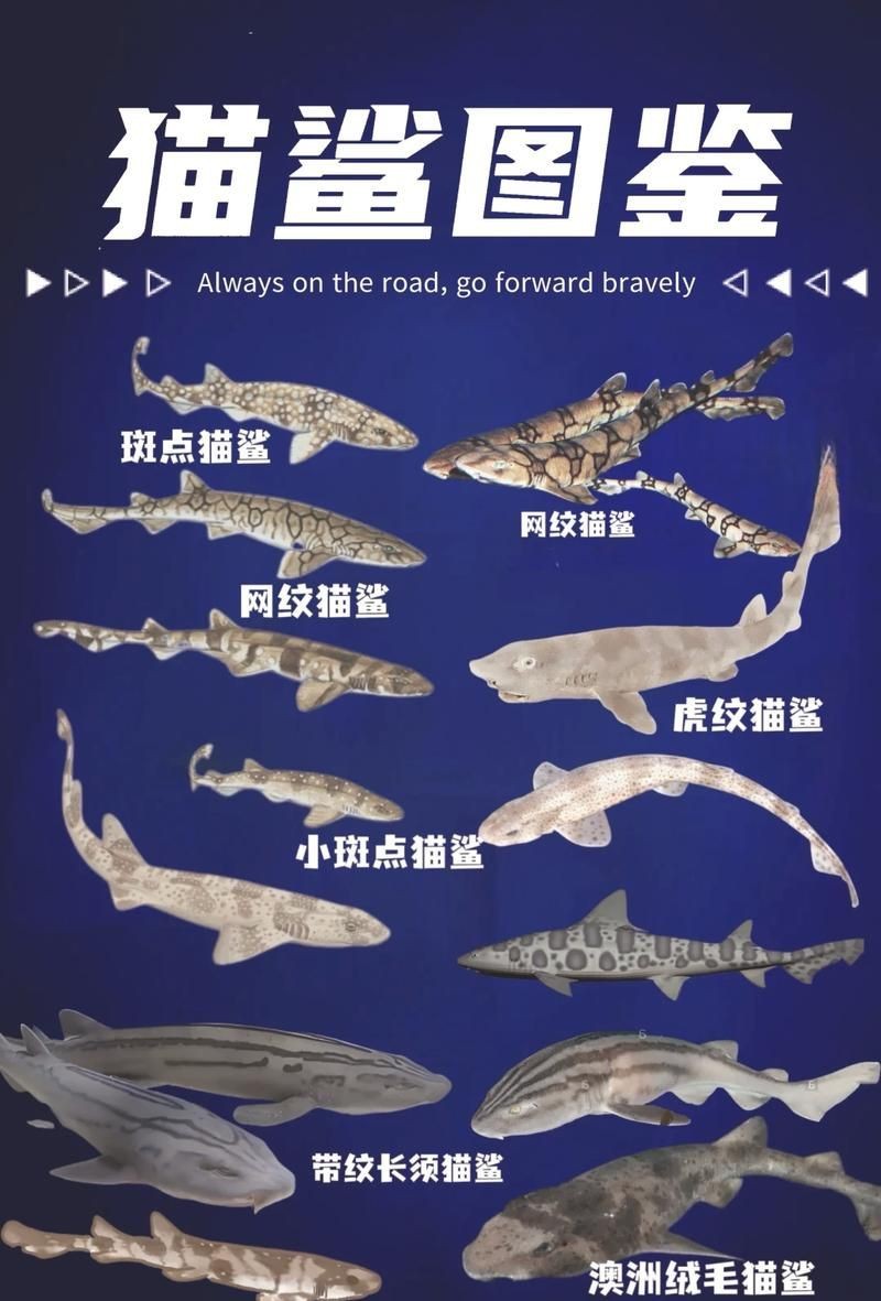 貓鯊圖片【《貓鯊：獨特海洋生物的奇妙呈現(xiàn)》】