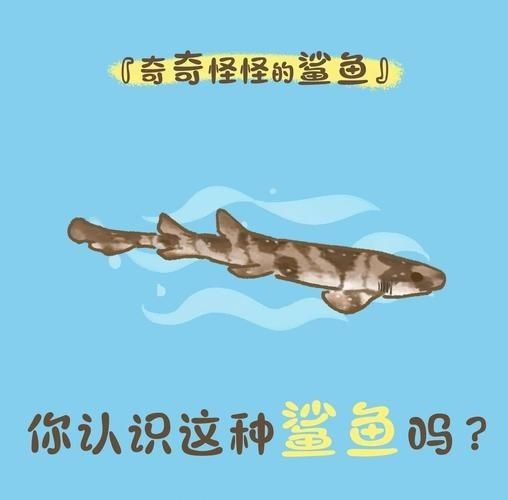 貓鯊圖片【《貓鯊：獨特海洋生物的奇妙呈現(xiàn)》】