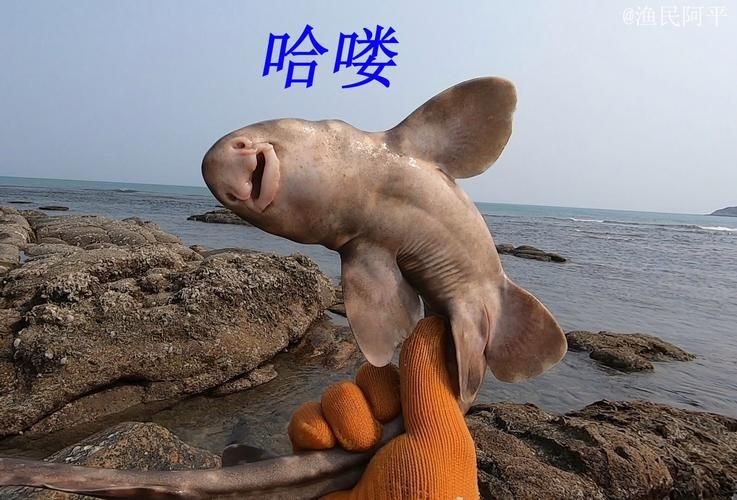 貓鯊圖片【《貓鯊：獨特海洋生物的奇妙呈現(xiàn)》】