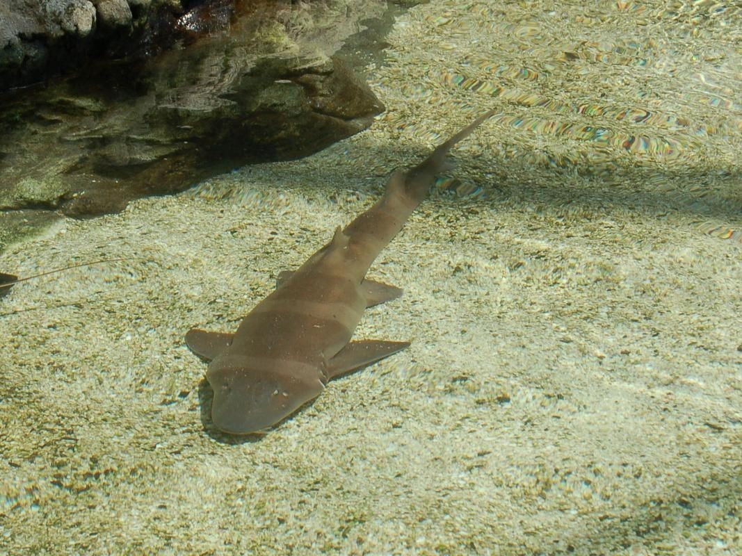 貓鯊圖片【《貓鯊：獨特海洋生物的奇妙呈現(xiàn)》】
