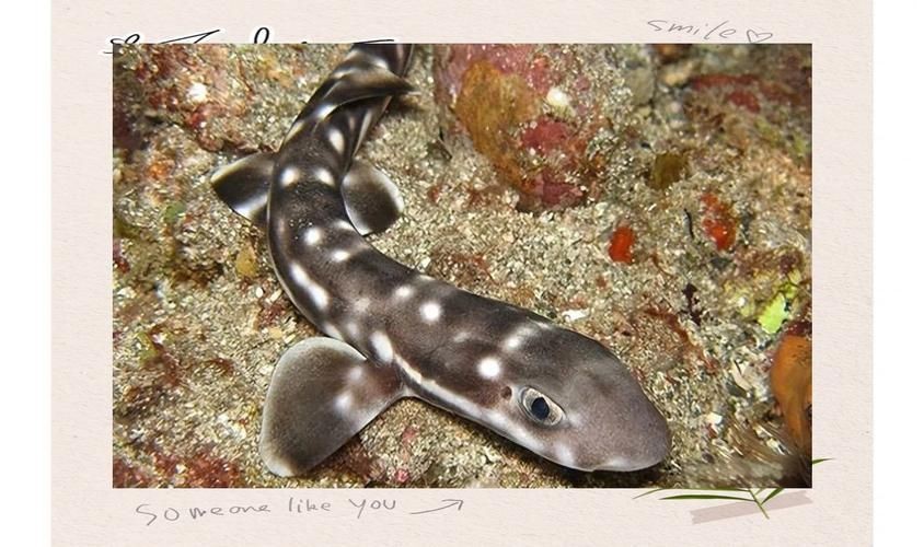 貓鯊圖片【《貓鯊：獨特海洋生物的奇妙呈現(xiàn)》】