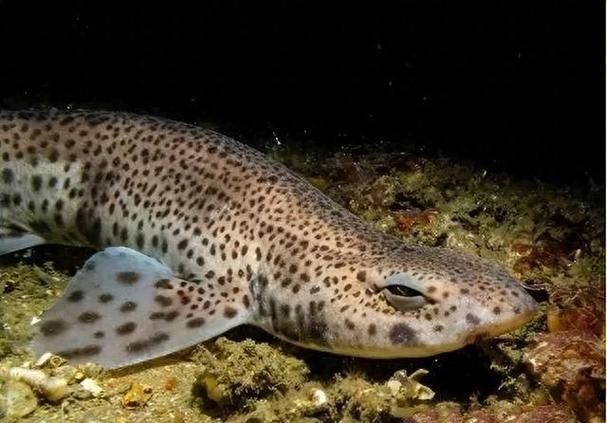 貓鯊圖片【《貓鯊：獨特海洋生物的奇妙呈現(xiàn)》】