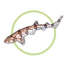 貓鯊圖片【《貓鯊：獨特海洋生物的奇妙呈現(xiàn)》】