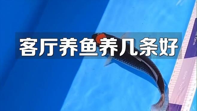客廳養魚一般養幾條【客廳養幾條魚最好萌寵專家】