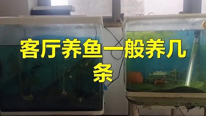 客廳養魚一般養幾條【客廳養幾條魚最好萌寵專家】