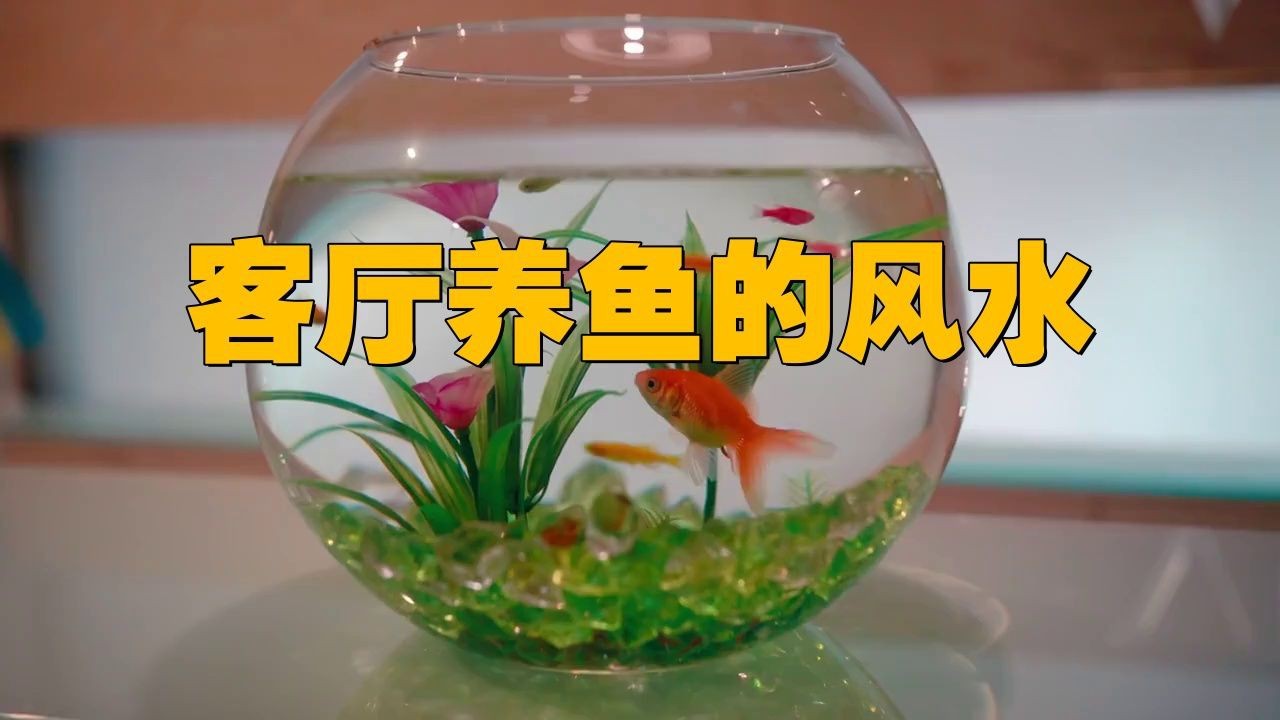 客廳養魚一般養幾條【客廳養幾條魚最好萌寵專家】