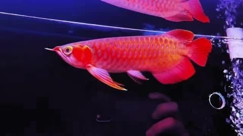 印尼賽級赤血紅龍【《印尼賽級赤血紅龍：魚中瑰寶》】