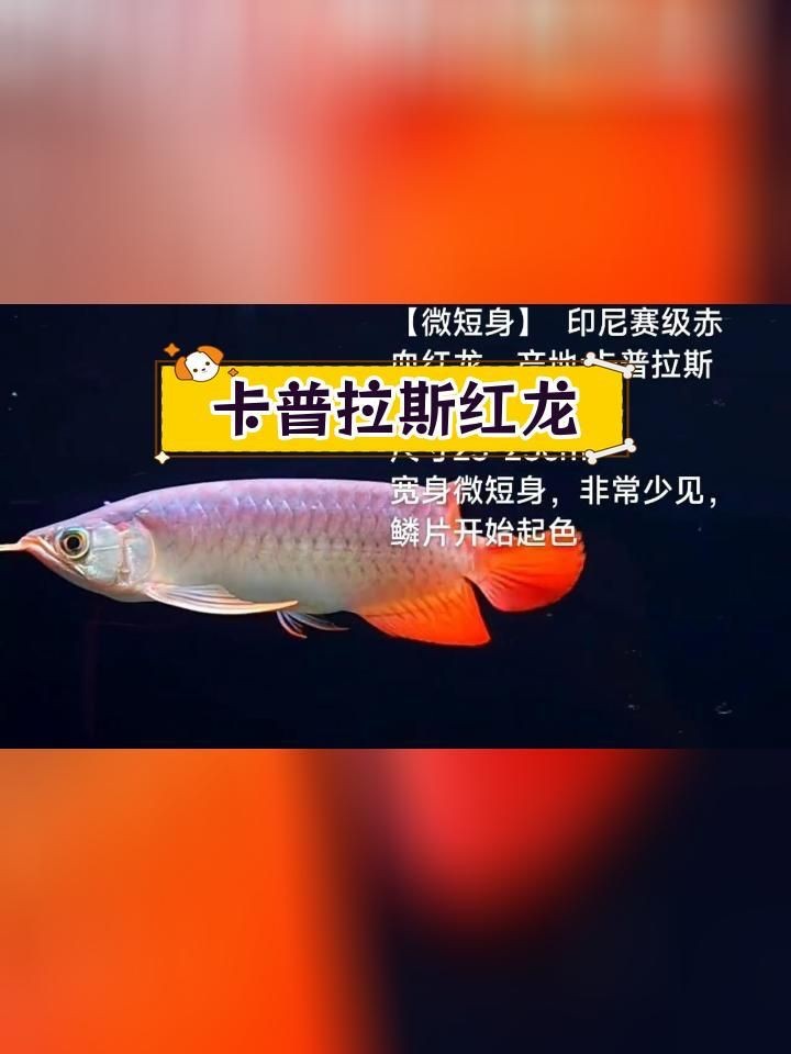 印尼賽級赤血紅龍【《印尼賽級赤血紅龍：魚中瑰寶》】