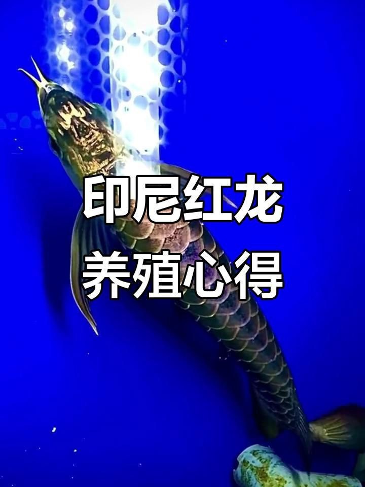 印尼賽級赤血紅龍【《印尼賽級赤血紅龍：魚中瑰寶》】