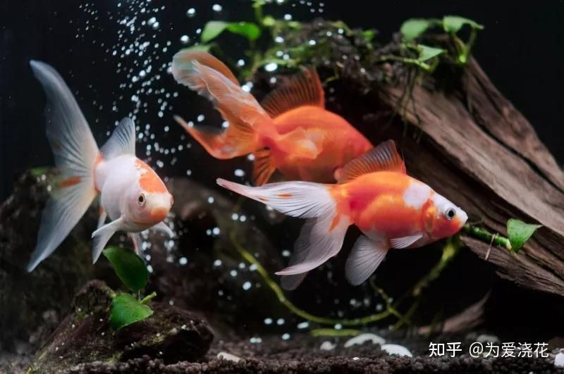 觀賞魚糧自己做【《觀賞魚糧自己做:樂趣與實惠兼具》】 龍魚論壇 第7張 觀賞魚糧自己做【《觀賞魚糧自己做:樂趣與實惠兼具》】 觀賞魚糧自己做【《觀賞魚糧自己做:樂趣與實惠兼具》】 龍魚論壇 第7張