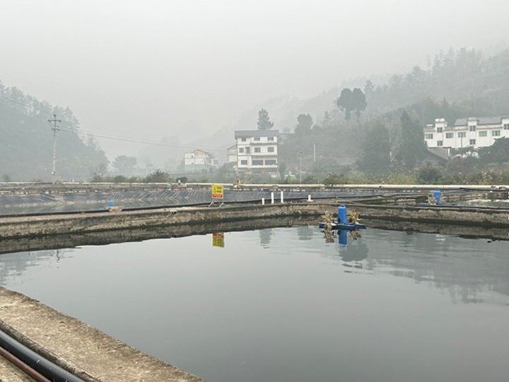 桐梓龍魚店【桐梓縣禾花鯉的市場需求】