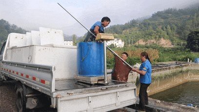 桐梓龍魚店【桐梓縣禾花鯉的市場需求】