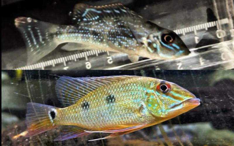 申古寶石成體多大【探秘申古寶石魚】