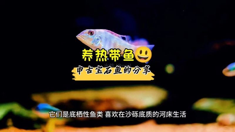 申古寶石成體多大【探秘申古寶石魚】
