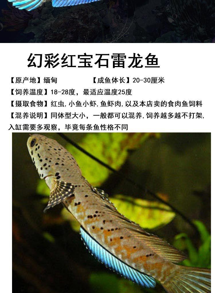 鬼王雷龍魚多少錢【一對鬼王雷龍魚400塊錢你敢信嗶哩嗶哩嗶哩嗶哩嗶哩嗶哩嗶哩】